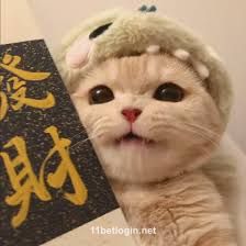 Ảnh đại diện Minh Quân